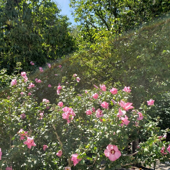 Meet your Posher, Ana - Picture 1 of 1